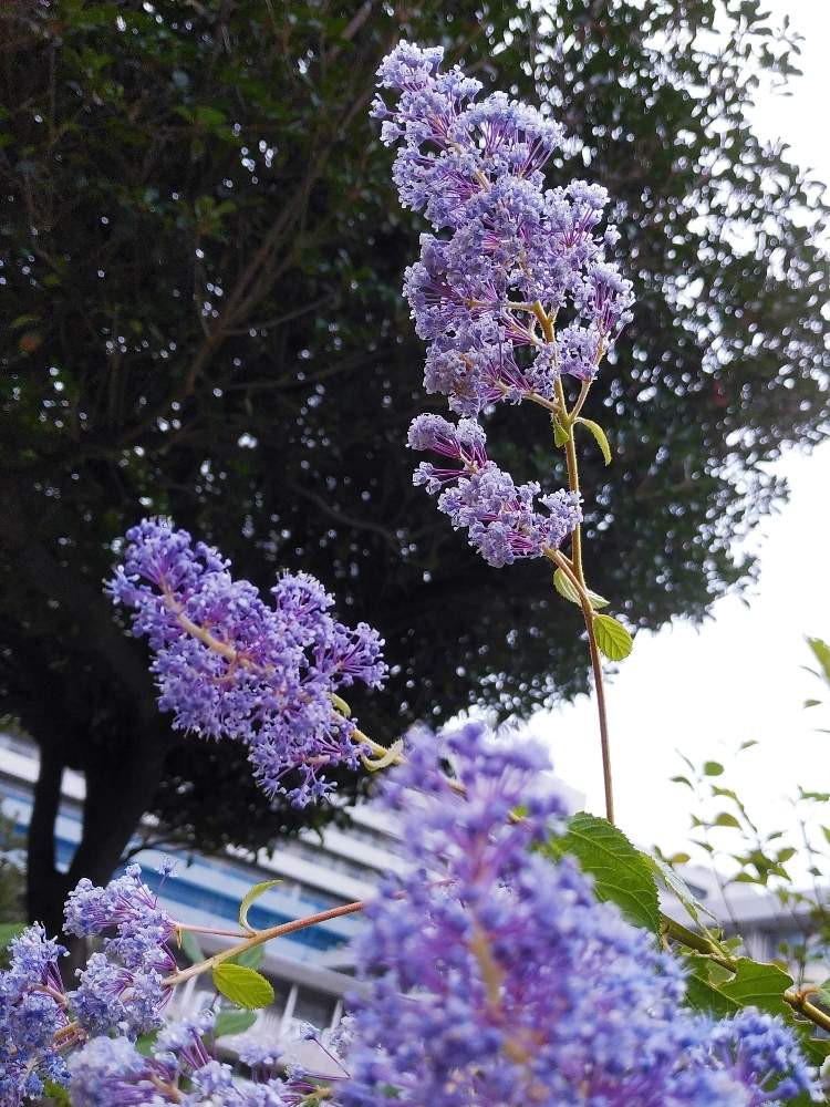 カリフォルニアライラックの投稿画像 By ゆうこ さん 花壇の花と花のある暮らしと薄紫色のお花と1日お疲れ様でした 19月12月6日 Greensnap グリーンスナップ