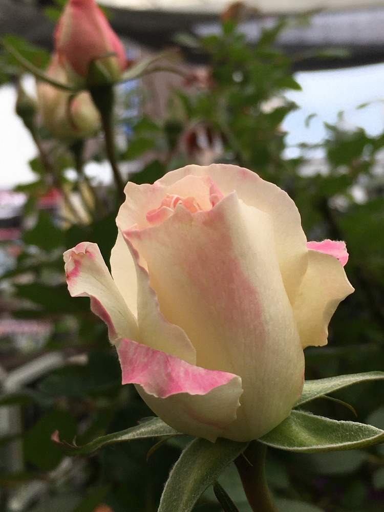 マチルダの投稿画像 By ばら喜知さん バラ マチルダとバラ マチルダとバラ マチルダと薔薇マチルダと薔薇 マチルダ とiphone6sといやし とスマホで接写と優しい気分とスマホ写真と花のある暮らしとスマホで撮影とマチルダ薔薇とスマホ撮りと優しい時間といやし と