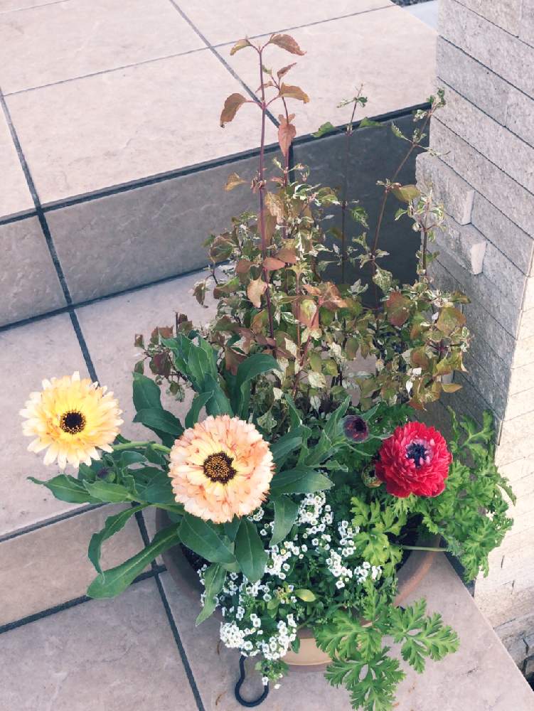 アネモネの投稿画像 By Kasさん アリッサムとキンセンカとアルテルナンテラ エンジェルレースと冬の寄せ植えと寄せ植えと冬の寄せ植えフォトコンテストと成長記録と花のある暮らし 19月12月6日 Greensnap グリーンスナップ