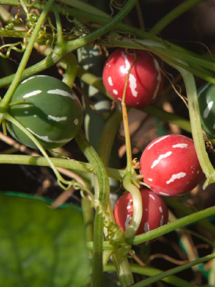 オキナワスズメウリを種から育てる Greensnap グリーンスナップ