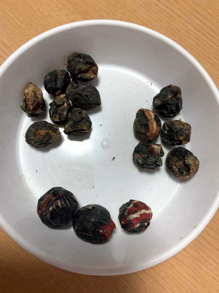 オキナワスズメウリを種から育てる Greensnap グリーンスナップ