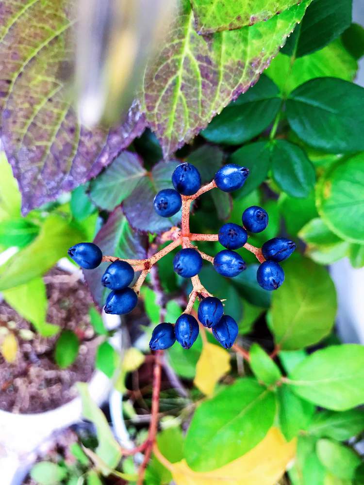 ビバーナムティヌスの実の投稿画像 By Miccoさん ビバーナムティヌス 19月12月7日 Greensnap グリーンスナップ