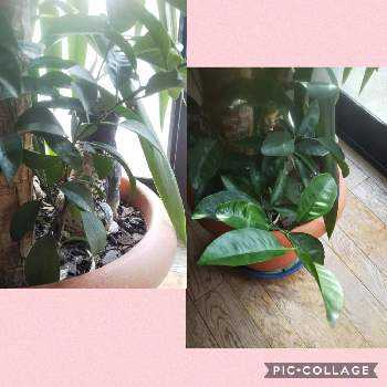 名前が分からないの投稿画像一覧 Greensnap グリーンスナップ