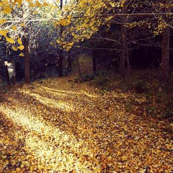 銀杏の落ち葉の画像 by barchettaさん | お出かけ先と銀杏の落ち葉と落葉樹