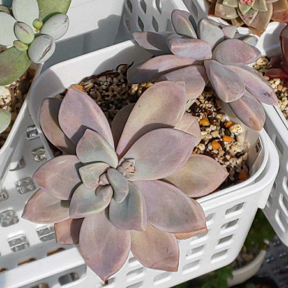 多肉植物　　淡雪　全て 102 淡雪の生長記録 Vol.1 2022.03.19結｜🍀GreenSnap（グリーンスナップ）