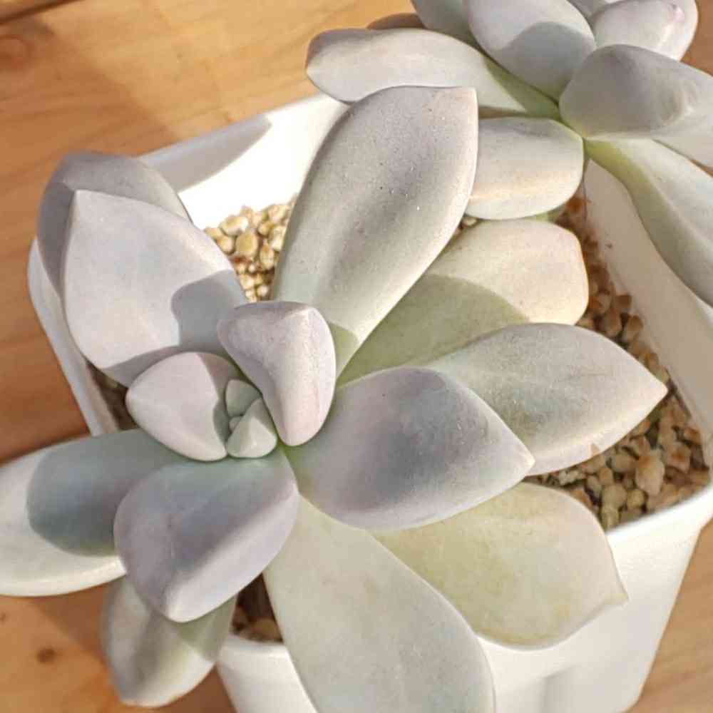 102 淡雪の生長記録 Vol.1 2022.03.19結｜🍀GreenSnap（グリーンスナップ）