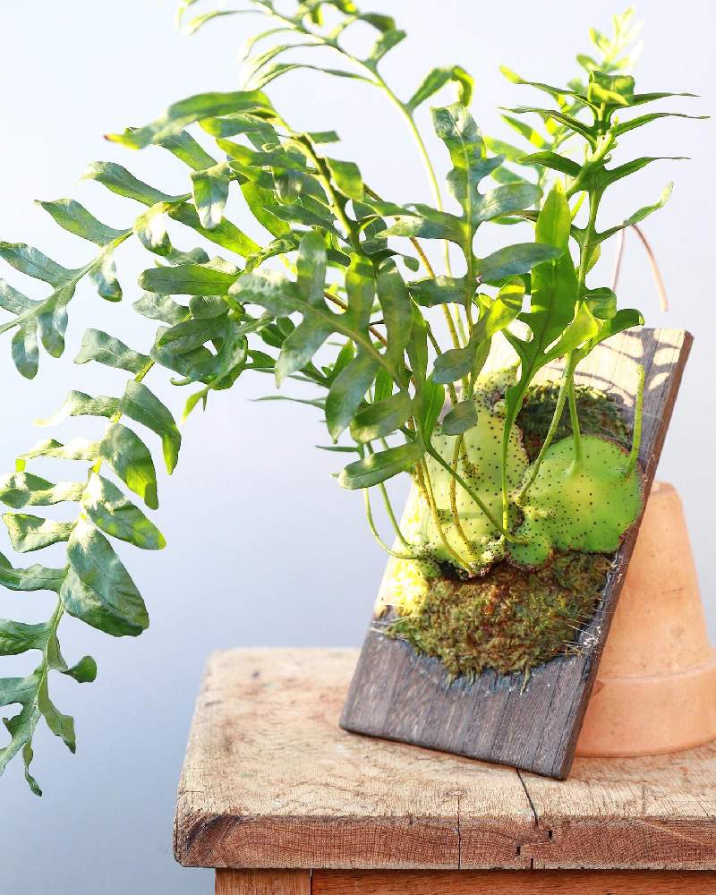 レカノプテリス デパリオイデス lecanopteris アリ植物 シダ