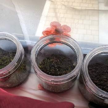 繁殖の画像 by あんさん | 窓辺と苔っぽいと苔リウムとこの苔なんの苔気になる苔とゆるっと苔愛好会と繁殖