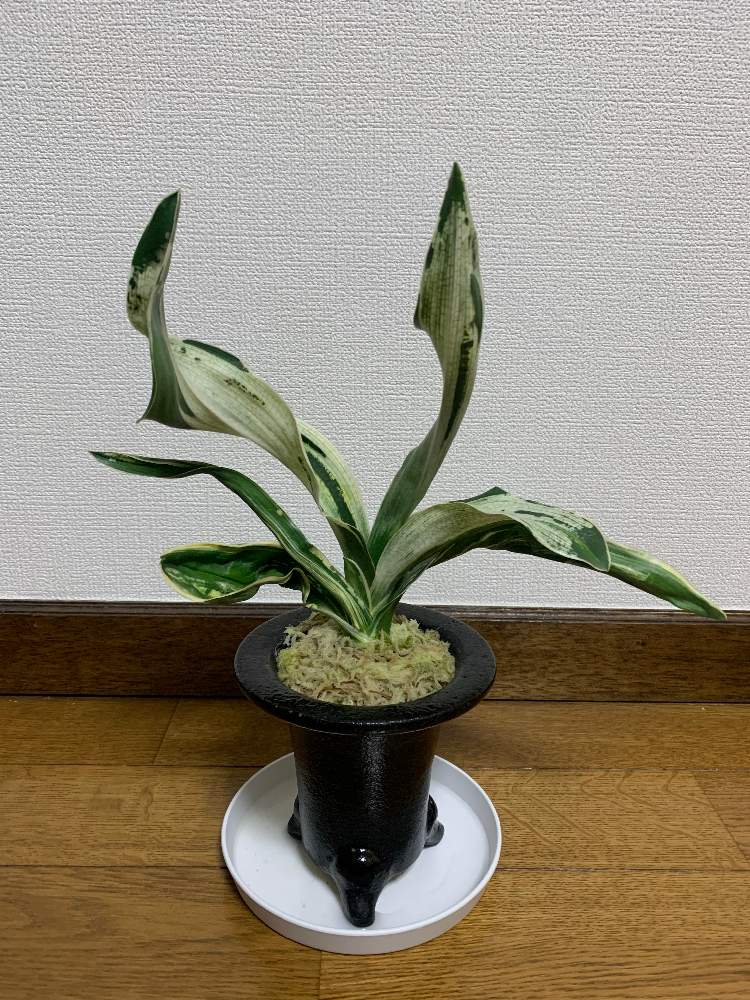 万年青 紫雲楽の投稿画像 By 紫雲楽さん 万年青 と観葉植物とおもと と古典園芸と万年青 大葉 と山野草盆栽と古典園芸植物と万年青 と万年青 と花のある暮らしと盆栽 19月12月7日 Greensnap グリーンスナップ