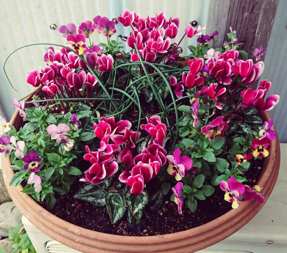 花のある暮らしの投稿画像 By るんるんさん 冬の寄せ植えフォトコンテストとビオラ パンジーとガーデンシクラメン とアリウム丹頂 と寄せ植えとスマホ撮影 19月12月7日 Greensnap グリーンスナップ