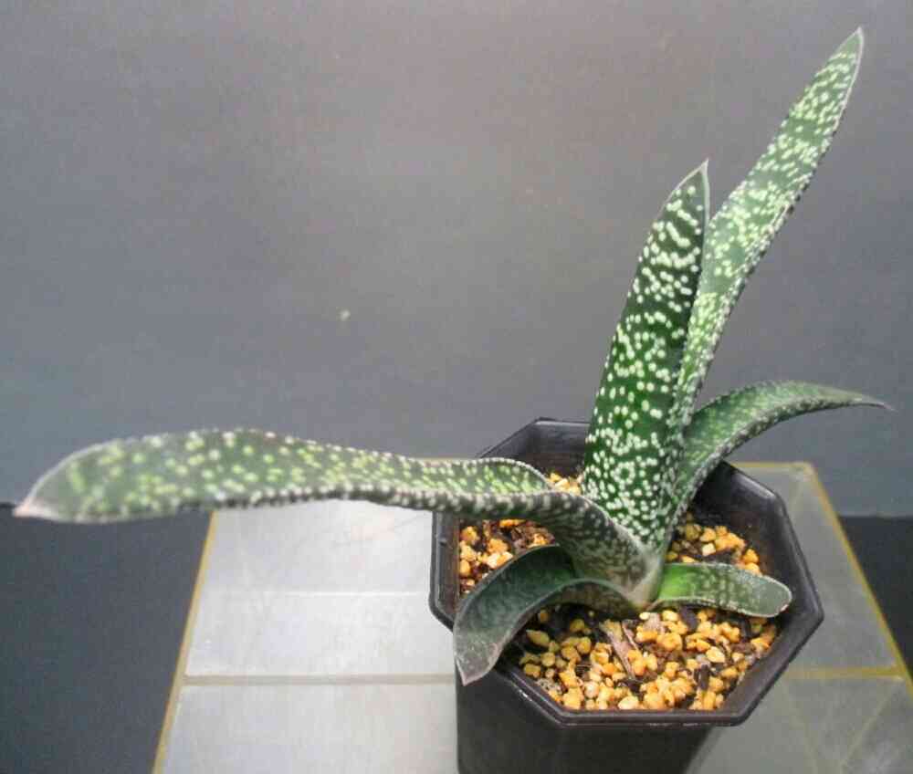 ガステリア 墨鉾の一覧｜🍀GreenSnap（グリーンスナップ）