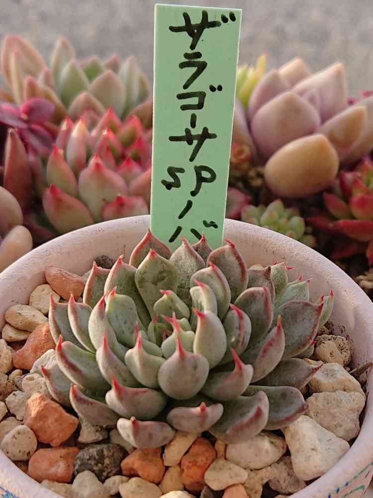 ザラゴーサ sp ノバの一覧｜🍀GreenSnap（グリーンスナップ）