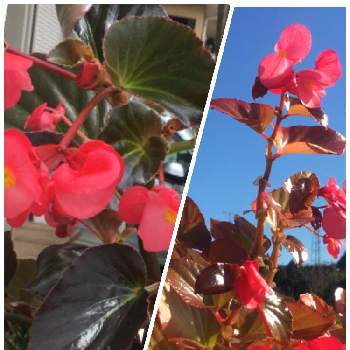 ベゴニア ワッパーの投稿画像一覧 Greensnap グリーンスナップ