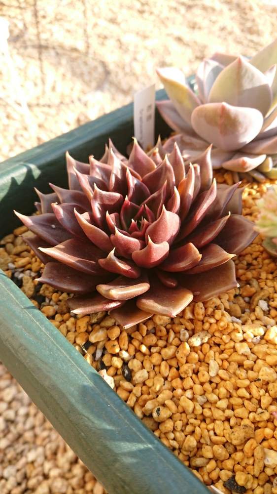 成長点から花芽がでるということ Greensnap グリーンスナップ