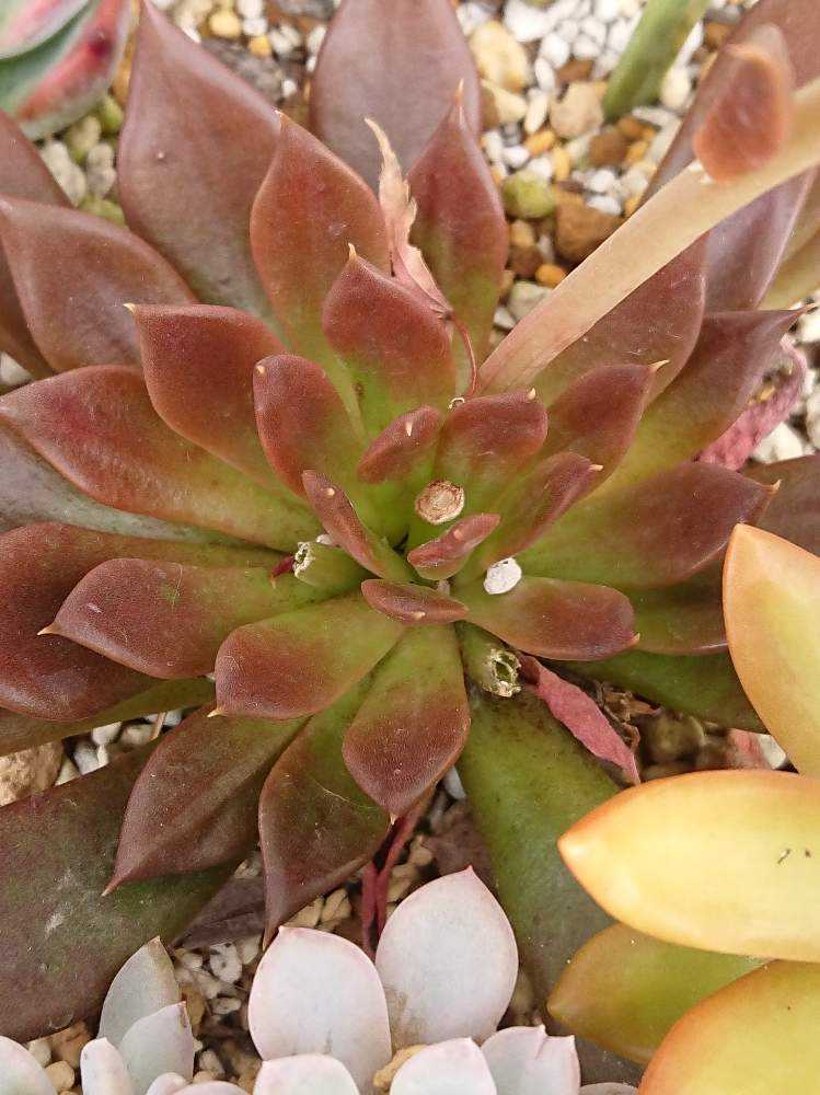 成長点から花芽がでるということ Greensnap グリーンスナップ