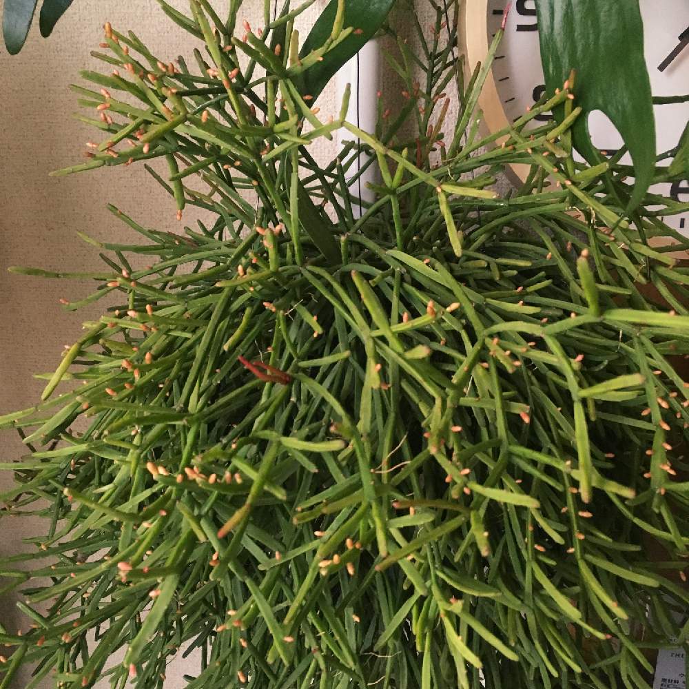 リプサリスの投稿画像 By Hkrさん リプサリス エワルディアナと花芽と多肉植物と観葉植物と強健種と開花待ちと森林性サボテンとちょっと心配とリプサリス属ともさもさとサボテンの花 19月12月8日 Greensnap グリーンスナップ