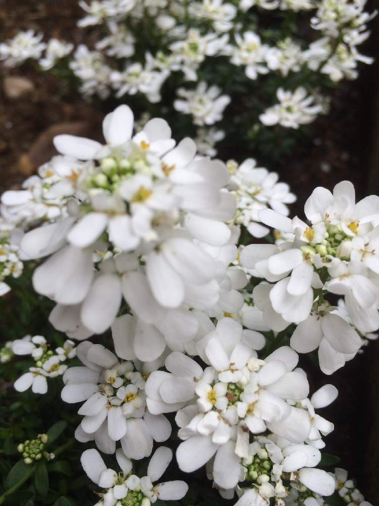 イベリスの投稿画像 By こなつさん 白花が好きと落ち葉掃きと花のある暮らしといい香り と 庭いじり 19月12月8日 Greensnap グリーンスナップ