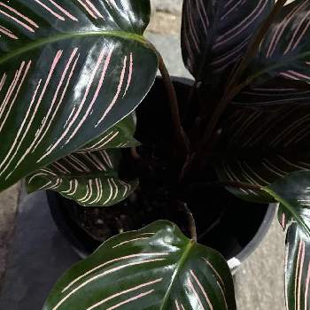 カラテア サンデリアーナの投稿画像一覧 Greensnap グリーンスナップ