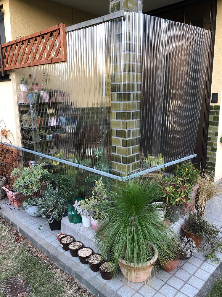 大王松の投稿画像 By たかりえさん ダイオウショウと結束バンドと波板と冬越し準備と山梨県と透明ナミイタと風よけ 19月12月8日 Greensnap グリーンスナップ