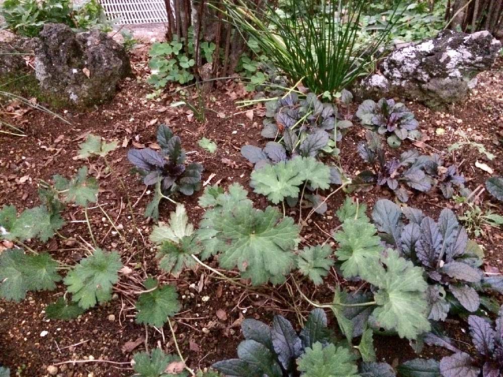 花壇の落ち葉の片付けと挿し木 Greensnap グリーンスナップ