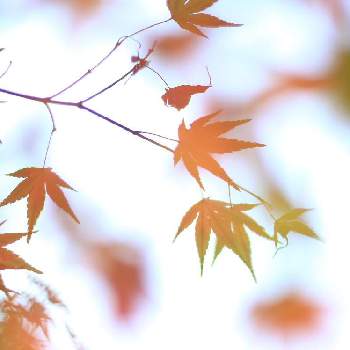 紅葉の葉の画像 by SUNさん | お出かけ先と花のある暮らしと秋色と紅葉の葉とモミジの紅葉