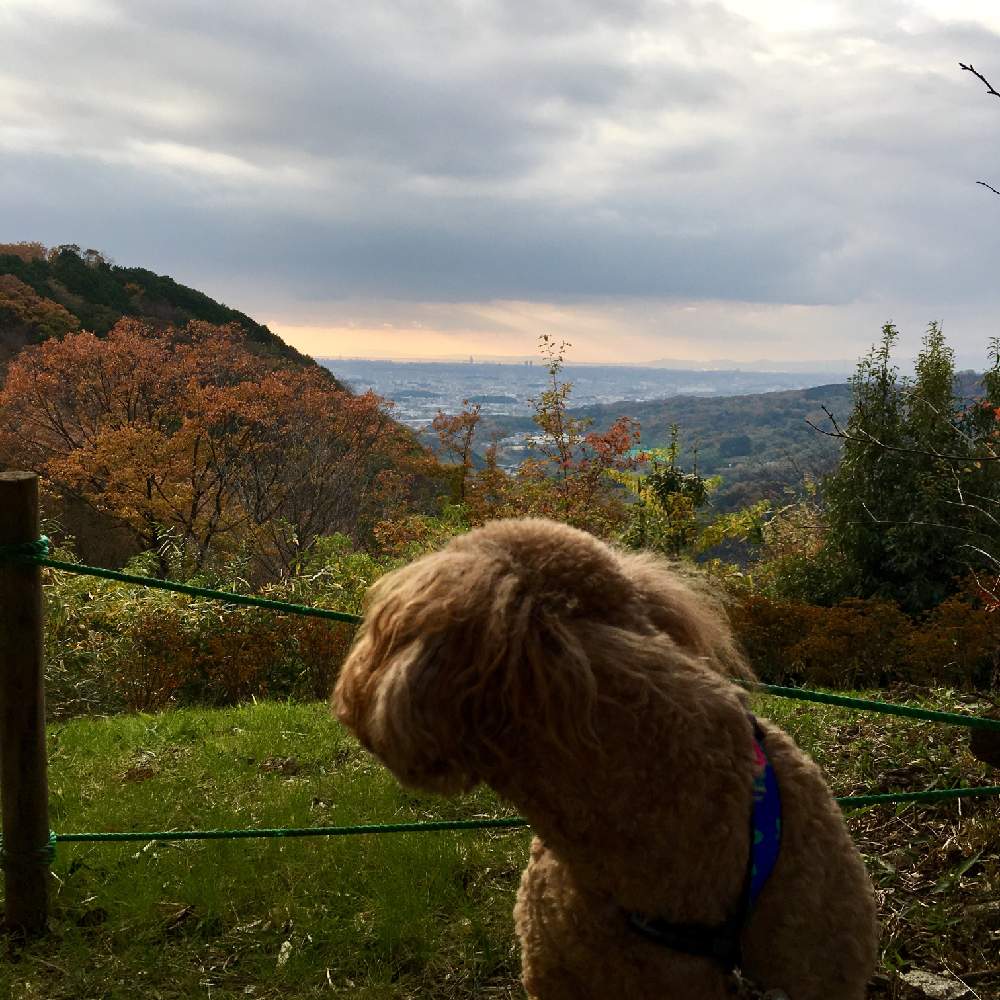 奈良県の投稿画像 By Sakagonさん 秋の景色と紅葉 こうよう と淡路島と六甲山 19月12月8日 Greensnap グリーンスナップ