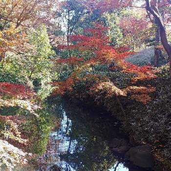 六義園の紅葉の画像 by よっちんさん | お出かけ先と六義園と六義園の紅葉
