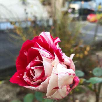 バラ ‘ センチメンタル ’の画像 by chinmiさん | 小さな庭とバラ ‘ センチメンタル ’