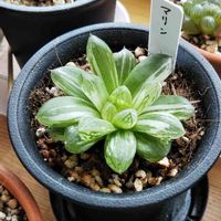 ハオルチア,観葉植物,かわいいな♡,珍奇植物,斑入り葉っぱの画像