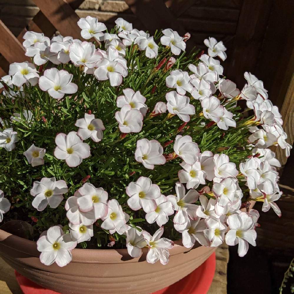 オキザリスの投稿画像 By 和さん オキザリス バーシカラーとかわいいと咲いた と白い花と オキザリス 19月12月9日 Greensnap グリーンスナップ