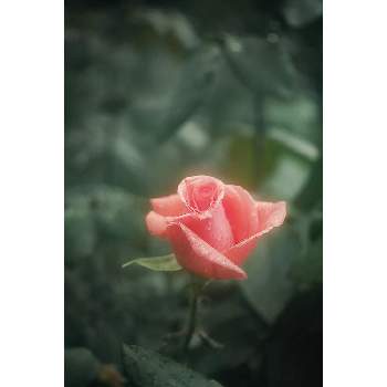 東京都北区の画像 by nesoさん | バラと薔薇とバラ ハーモニーとnesoの薔薇と『単焦点レンズ』フォトコンと東京都北区とローカルカメラマンかな？！（笑）とFoveonと旧古河庭園と月曜日にはバラを