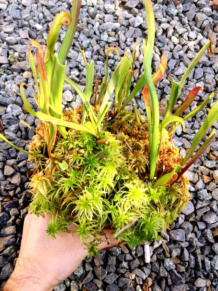 サラセニアの投稿画像 By もっちもちさん 水苔と食虫植物 サラセニア 19月12月9日 Greensnap グリーンスナップ