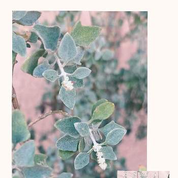 ホワイトソルトブッシュの画像 by mさん | エントランスとホワイトソルトブッシュ。とラゴディア・ハスタータとno green no lifeとホワイトソルトブッシュと小さい花と花のある暮らしとシルバーリーフ