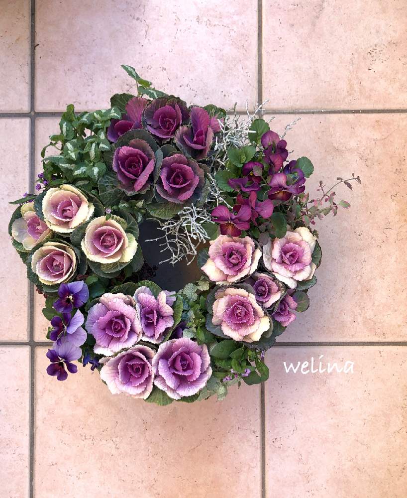 大阪府堺市ロベリアの投稿画像 By Welinaさん グリーンのある暮らしと寄せ植えと長 く咲くビオラフォトコンと花中毒と植中毒とおきにいりと可愛いと花のある暮らしと上田広樹 19月12月9日 Greensnap グリーンスナップ