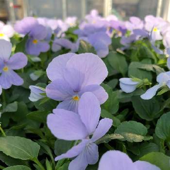 ビオラ ビビ ヘブンリーブルーの投稿画像一覧 Greensnap グリーンスナップ