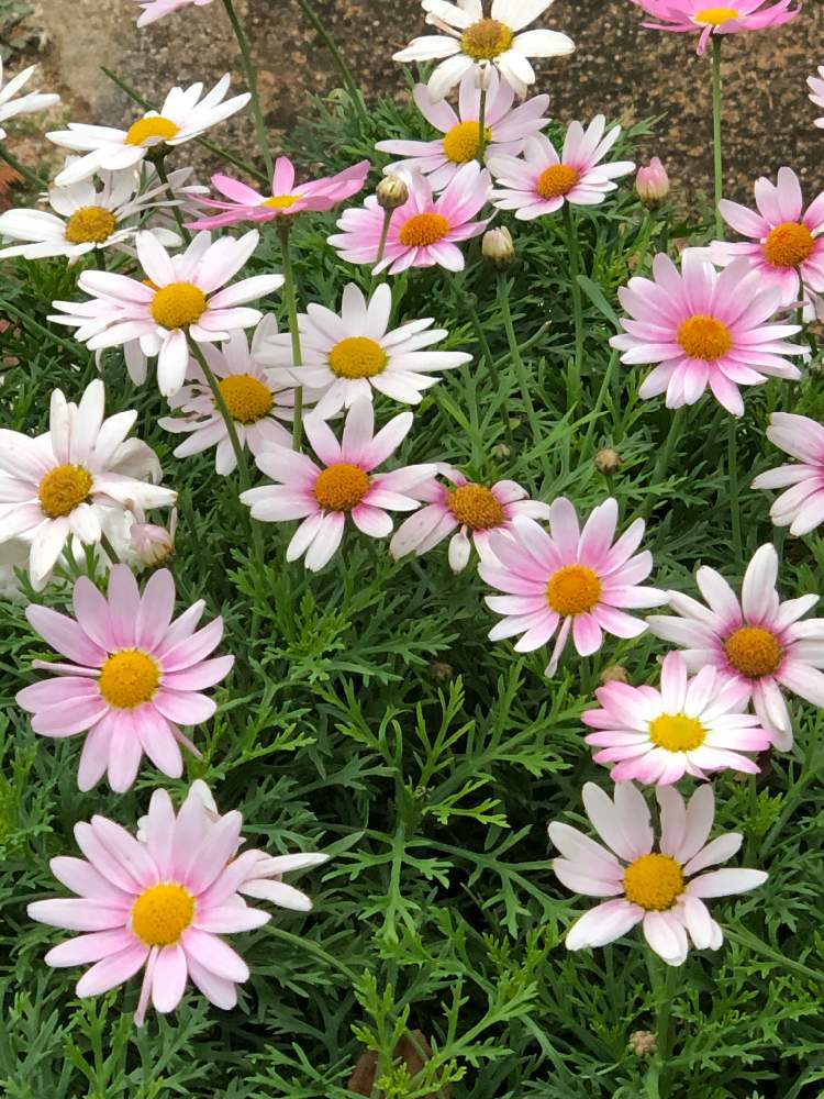 マーガレットの投稿画像 By キミさん キラキラ とピンク ピンクと今日のお花と今日の花と綺麗な色 とお店とかわいい とかわいいお花 19月12月10日 Greensnap グリーンスナップ