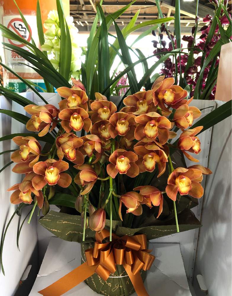 シンビジュームの投稿画像 By Heathさん シンビジューム 茜の光とラン科とオレンジ色と初心者です 19月12月10日 Greensnap グリーンスナップ