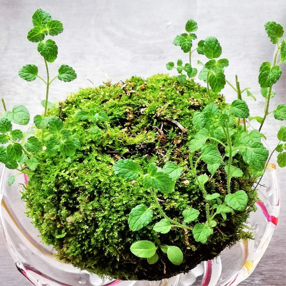 定期購入 ぺぺロニア 値引き 初心者用にお安く 苔玉 7d6ce128 特売ンストア Pn Batam Go Id