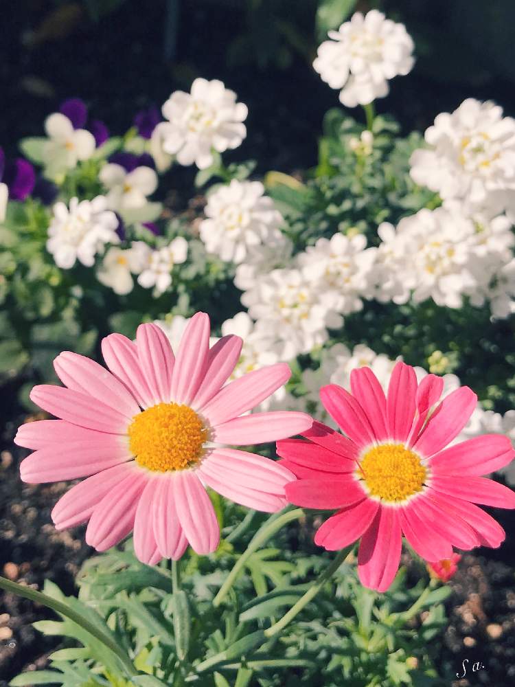 小さな庭の投稿画像 By Sachieさん 花のある暮らしとピンク とマーガレット とマーガレットの花と花のある暮らしとピンク とマーガレット とマーガレットの花 19月12月10日 Greensnap グリーンスナップ Greensnap グリーンスナップ