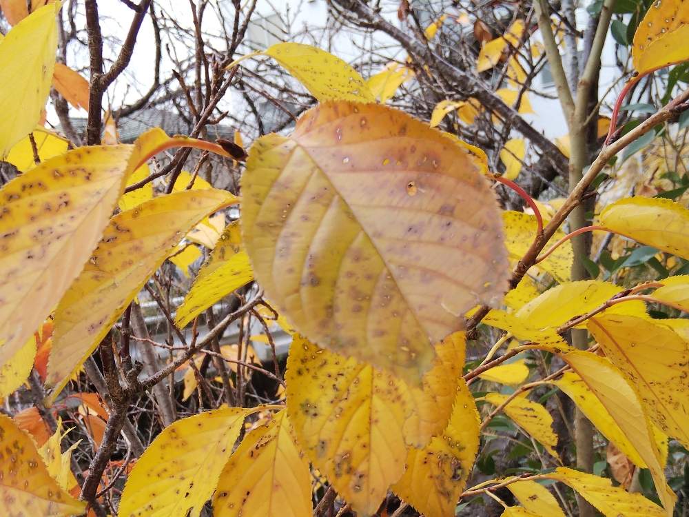 初冬の投稿画像 By Ayaka さん 冬の訪れと枯葉と木のある風景とひっそりとと紅葉 こうよう と落ち葉と秋の風景 19月12月10日 Greensnap グリーンスナップ
