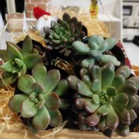 多肉植物いろいろ,多肉植物,葉っぱ,多肉植物の紅葉,100均多肉の画像