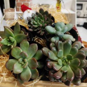 多肉植物いろいろ,多肉植物,葉っぱ,多肉植物の紅葉,100均多肉の画像