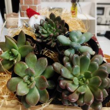 #オロスタキス直射部の画像