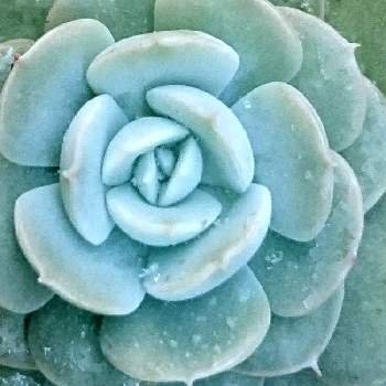 ふかこーりょくの投稿画像一覧 Greensnap グリーンスナップ