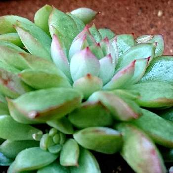 ふかこーりょくの投稿画像一覧 Greensnap グリーンスナップ