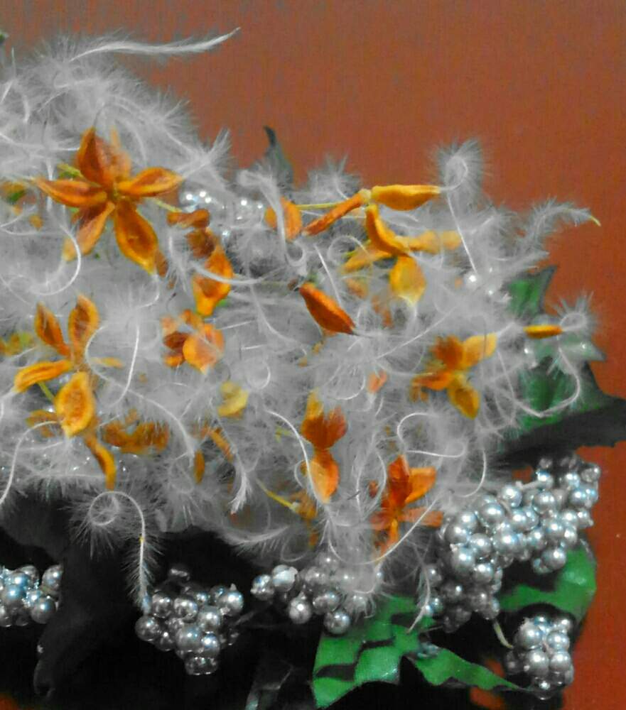センニンソウの種の投稿画像 By Conoha さん クレマチスとドライフラワーとふわふわ とつる性植物と可愛いわたげ 19月12月10日 Greensnap グリーンスナップ