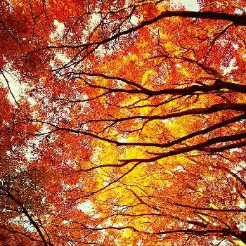 木を見上げての画像 by はちみつ☆さん | お出かけ先とモミジと紅葉（こうよう）とキュンキュン乙女倶楽部と木を見上げてとあっ火曜日