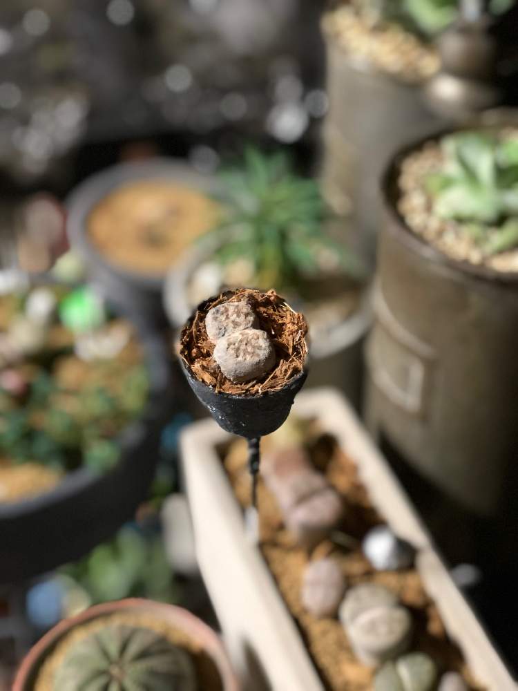 ガーデンピックリトープスの投稿画像 By はちわれさん 植物育成ライトと手作りガーデンピックとリメイクと高知県と粘土 多肉植物と1号鉢と多肉女子と12月と19冬とガーデンピックと試作品とリトープス属とキモカワ系と楽しい と記録用 19月12月11日 Greensnap