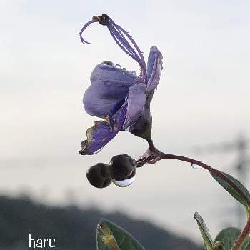 ブルーバタフライ の投稿画像一覧 Greensnap グリーンスナップ