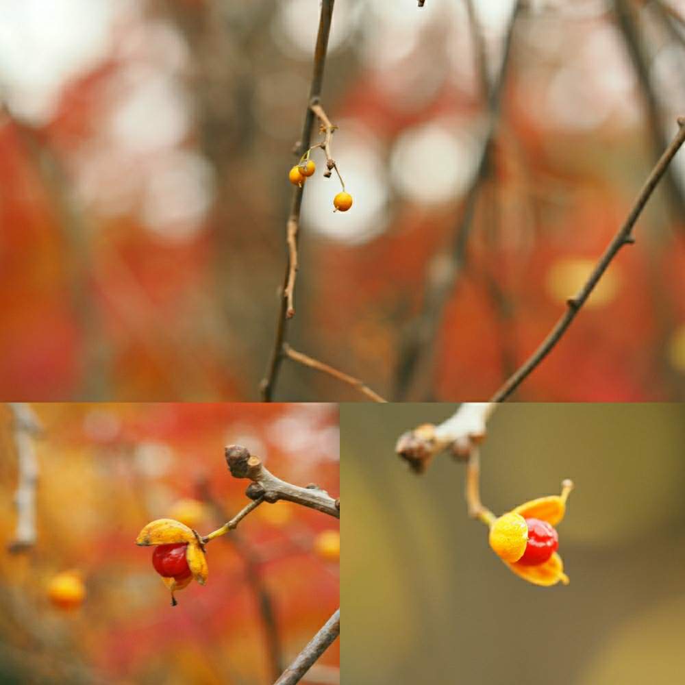 ツルウメモドキの投稿画像 By にゃーさん 水元公園とolympus Omd Em1と公園とおさんぽとm Zuiko60macroと花のある暮らしと外出先にてと癒しのひと時 19月12月11日 Greensnap グリーンスナップ